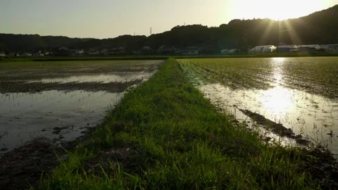Rice Paddy After Planting Viewed from the Levee in Fukuroi, Shizuoka, Japan Stock Footage 334992359