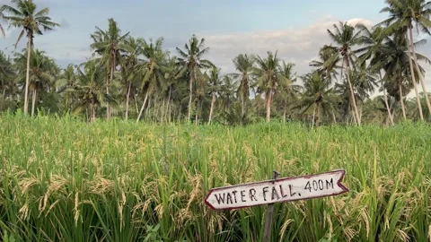 Rice paddy against a backdrop of palm trees and a sign to a waterfall  動画素材 199014431