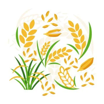 Rice paddy and grain elements abstract vector design background Stock Illustration