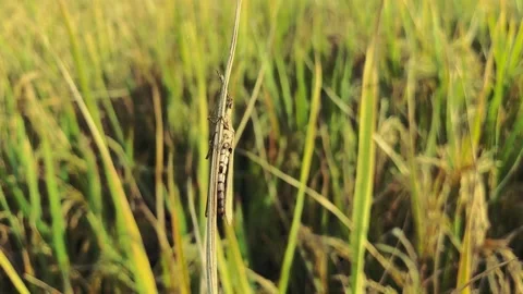 Rice paddy and green leaf, background Stock Footage 224880935