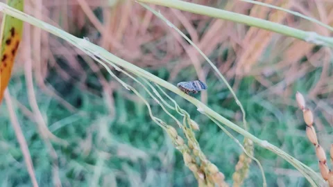 Rice paddy and green leaf, background Stock Footage 224903711