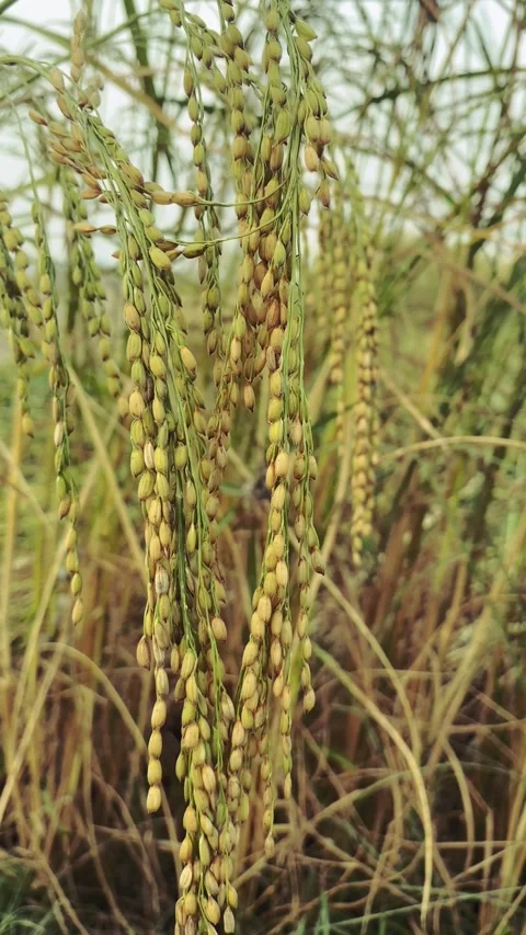 Rice paddy and green leaf, background Stock Footage 225008560