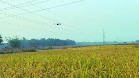 Rice paddy and upside drone Stock Footage 225006289