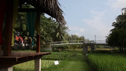 Rice Paddy in Asia Stock Footage 104417948
