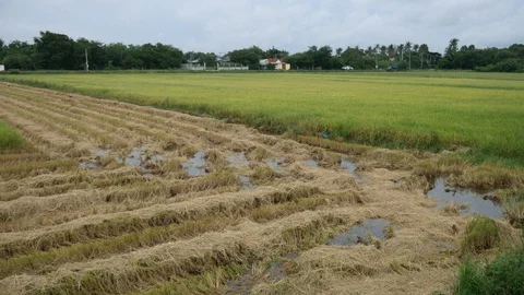 Rice paddy in Asia Stock-Footage 118576643
