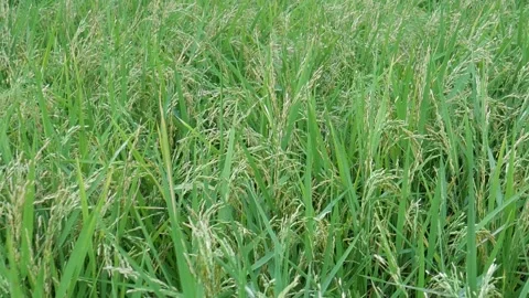 Rice paddy in Asia Stock Footage 130849902