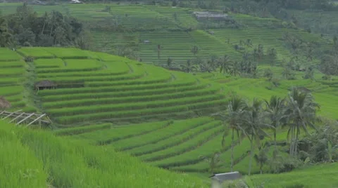 Rice paddy Bali Stock Footage 11852782
