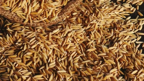 Rice paddy in brown sacks Stock Footage