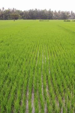 Rice paddy in Central Java, Indonesia Stock Photos