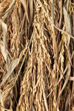 Rice paddy closeup Stock Photos