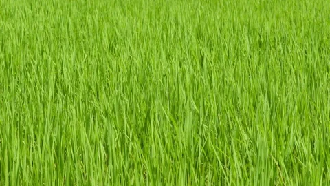 Rice paddy closeup showing lush green healthy plant stalks growing vigorously Stock Footage 318201201