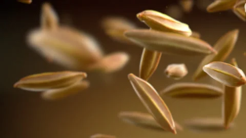 Rice paddy falling slow motion. Stock Footage 143579054