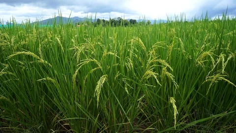Rice paddy field against cloudy sky. Vidéo 124824860