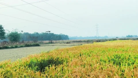Rice paddy field and background green paddy or skey Stock Footage 224883336
