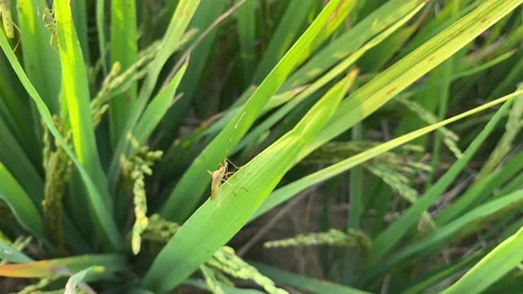 Rice paddy field and background green paddy or skey Stock Footage 224883911