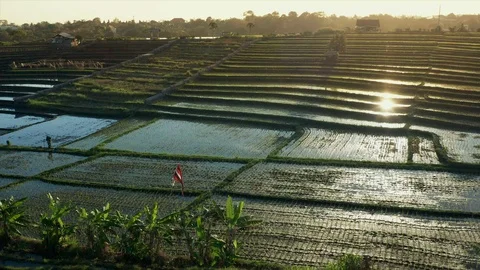 Rice paddy field in Bali while the sun sets down Stock Footage 110706047