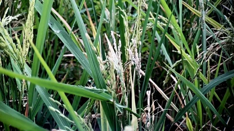 Rice Paddy Field Close Up: Maturing Grains and Lush Green Leaves Stock Footage 316009513