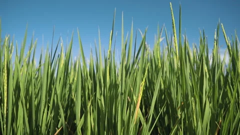 Rice Paddy Field Closeup dolly slide Stock Footage 87699694
