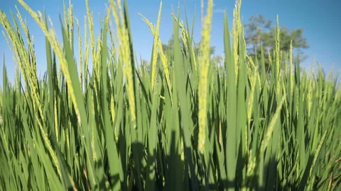 Rice Paddy Field Closeup dolly zoom out Stock-Footage 87701032