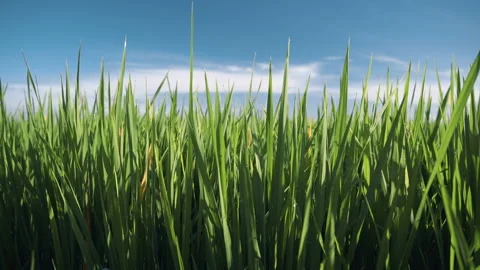 Rice Paddy Field Closeup Video stock 87698011