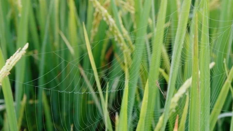 Rice paddy field with cobweb and spider background in day time, at chiang mai Video stock 100434540