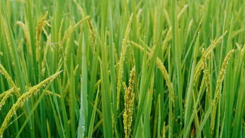 Rice paddy field with Droplet background in day time, at chiang mai thailand Video stock 100433173