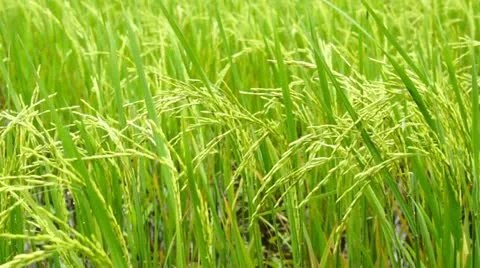 Rice Paddy field Video stock 11132548
