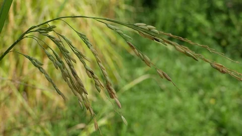 Rice in the paddy field Stock Footage 81628596