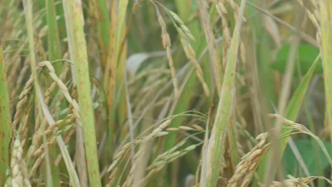 Rice in the paddy field Video stock 97836892