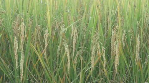 Rice in the paddy field Stock Footage 97837917