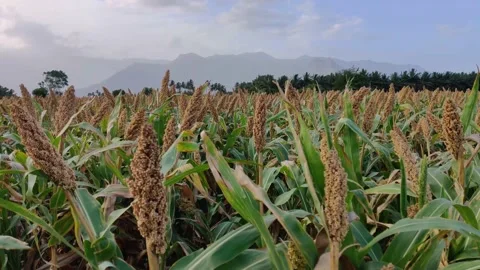 Rice paddy field Stock Footage 155775171