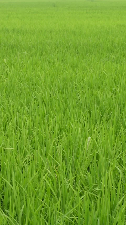 Rice Paddy Field Stock-Footage 332592587