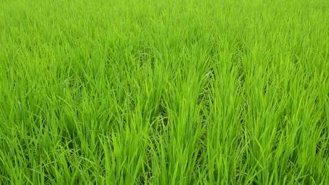 Rice Paddy Field Video stock 332595657