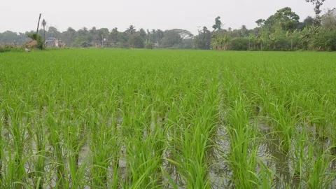 Rice Paddy Field 库存影片 333916417
