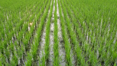 Rice Paddy Field Stock Footage 333916444