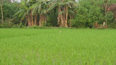 Rice Paddy Field 库存影片 333916478