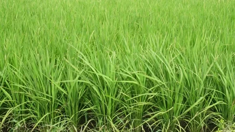 Rice Paddy Field Stock-Footage 334000656