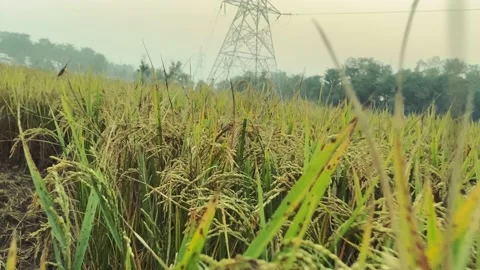 Rice paddy field, high voltage cable in the field and wind background green leaf Stock Footage 222712041