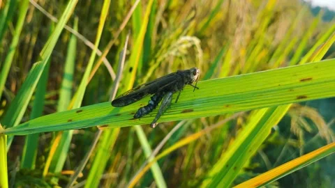 Rice paddy field, high voltage cable in the field and wind background green leaf Stock Footage 224901683