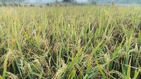 Rice paddy field, high voltage cable in the field and wind background green leaf Stock Footage 224907283
