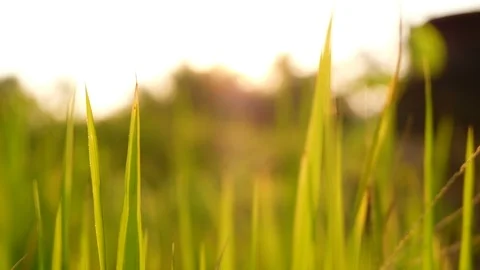 Rice paddy field landscape background in sunrise time, at chiang mai thailand Video stock 100430504