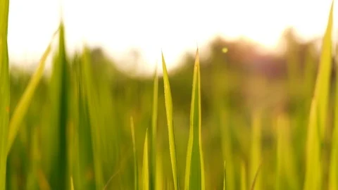 Rice paddy field landscape background in sunrise time, at chiang mai thailand Video stock 100430530