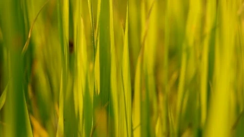Rice paddy field landscape background in sunrise time, at chiang mai thailand Stock-Footage 100430689