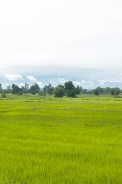 Rice paddy field Stock Photos