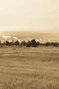 Rice paddy field Stock Photos