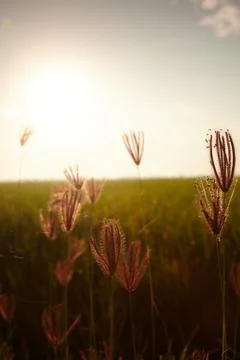 Rice paddy field Stock Photos