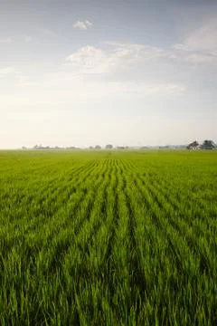 Rice paddy field Fotos Stock