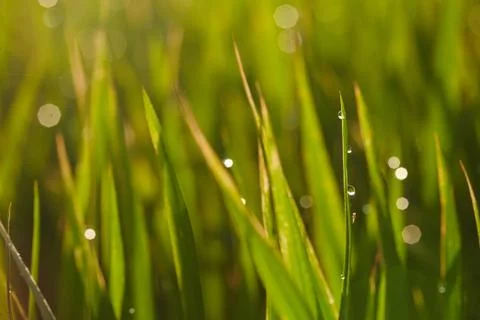 Rice paddy field Stock Photos
