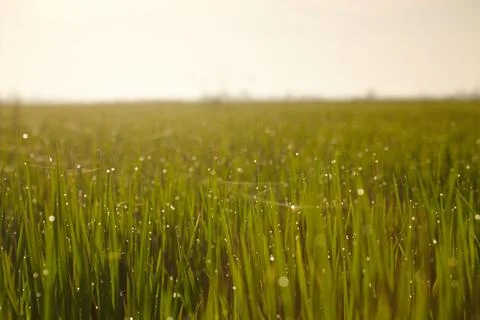 Rice paddy field 스톡 사진