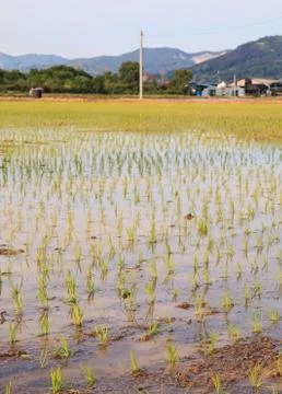 Rice paddy field Stock Photos